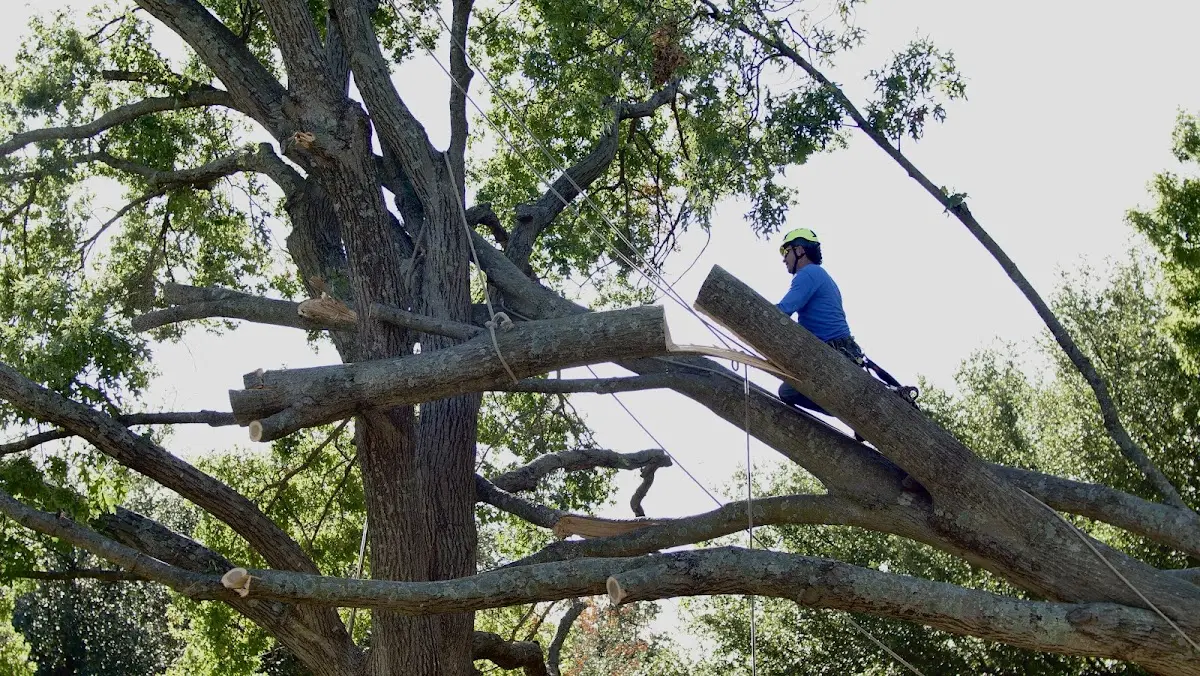 Professional Crown Thinning performed by certified arborists in Coden