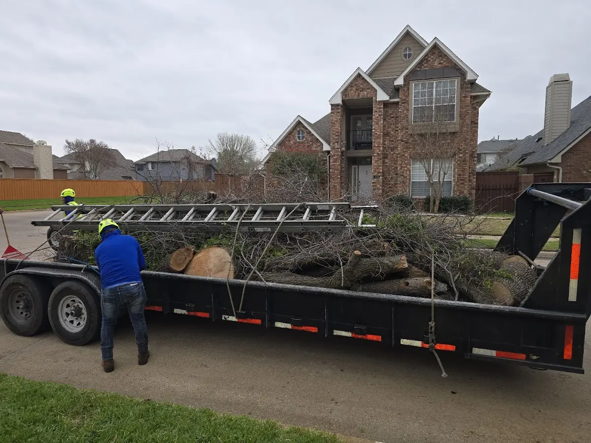 Expert Tree Fertilization with proper safety equipment in Coden